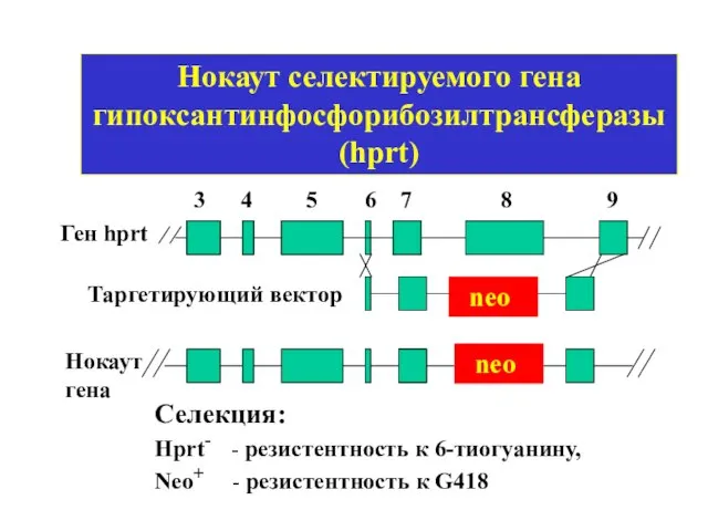 Нокаут селектируемого гена гипоксантинфосфорибозилтрансферазы (hprt) Ген hprt neo Таргетирующий вектор 3