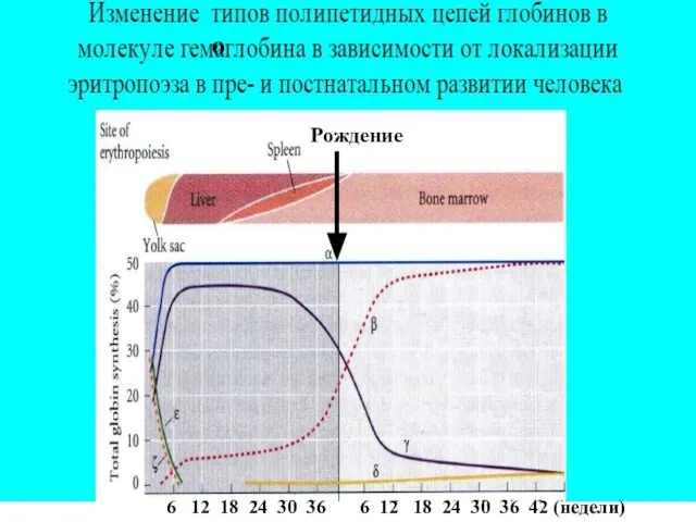 о 6 12 18 24 30 36 6 12 18 24 30 36 42 (недели) Рождение