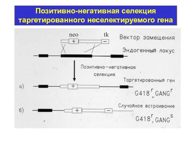 Позитивно-негативная селекция таргетированного неселектируемого гена neo tk