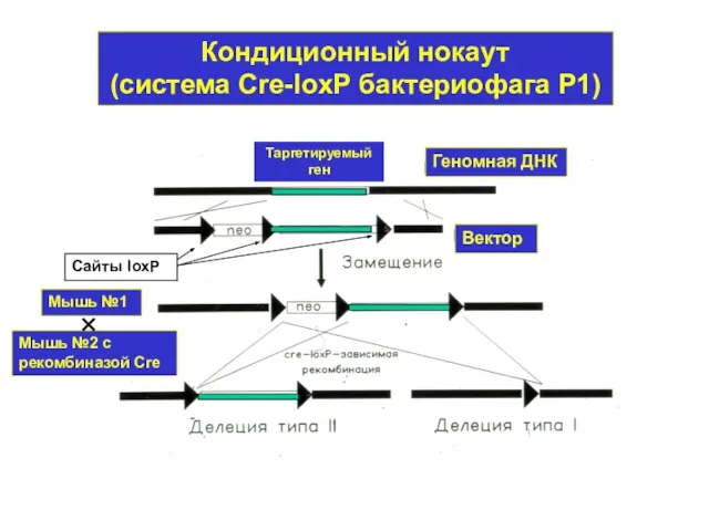 Кондиционный нокаут (система Cre-loxP бактериофага Р1) Сайты loxP Мышь №1 Мышь