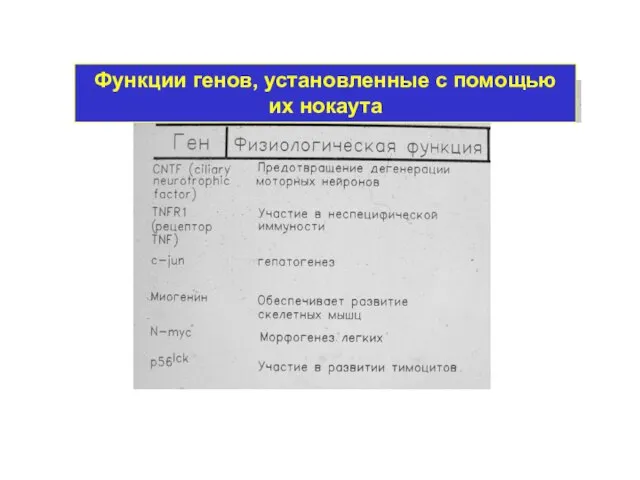 Функции генов, установленные с помощью их нокаута