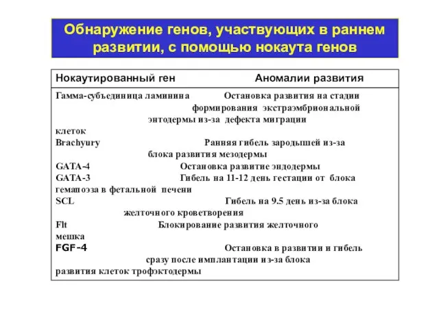 Обнаружение генов, участвующих в раннем развитии, с помощью нокаута генов Нокаутированный