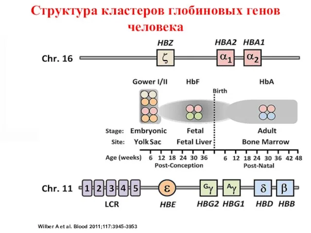 Schematic of genomic structural organization of the human α-globin and β-globin