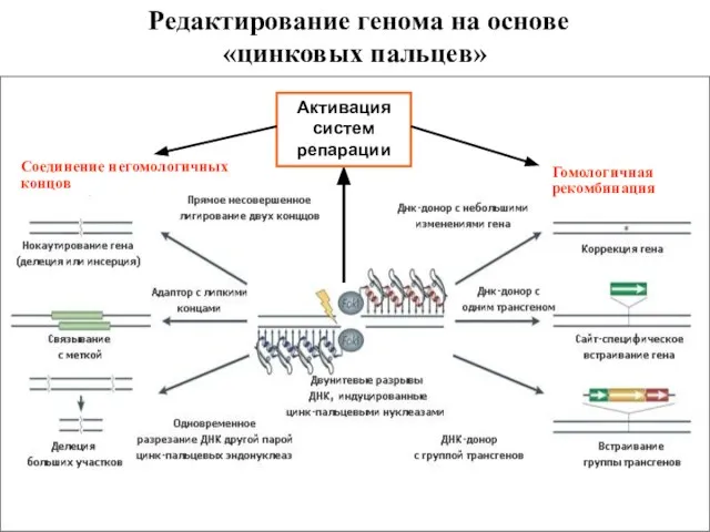 Редактирование генома на основе «цинковых пальцев» Соединение негомологичных концов Гомологичная рекомбинация Активация систем репарации