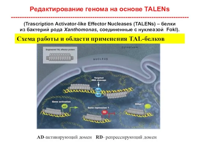 Редактирование генома на основе TALENs ---------------------------------------------------------------------------------(Trascription Activator-like Effector Nucleases (TALENs) –