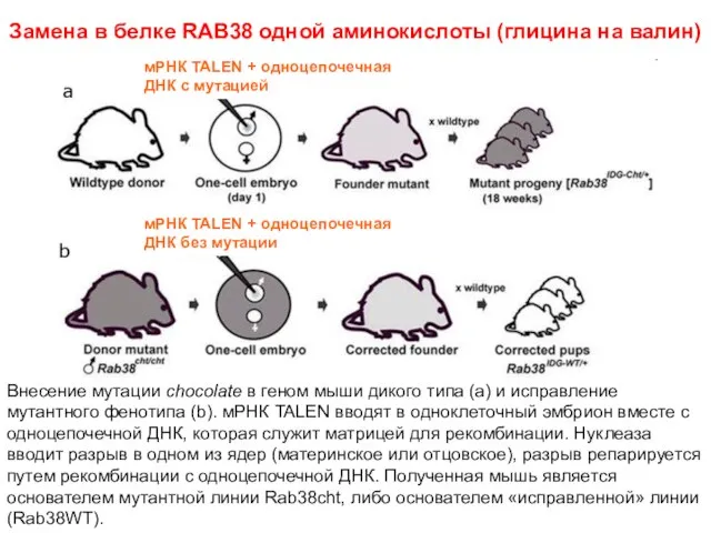 Замена в белке RAB38 одной аминокислоты (глицина на валин) мРНК TALEN