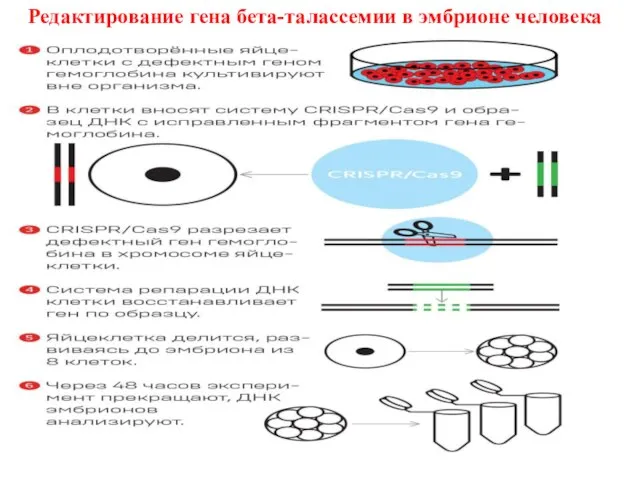 Редактирование гена бета-талассемии в эмбрионе человека