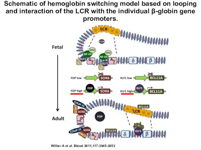 Schematic of hemoglobin switching model based on looping and interaction of