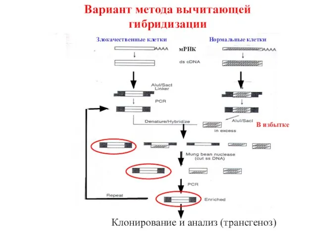 Вариант метода вычитающей гибридизации Клонирование и анализ (трансгеноз) Злокачественные клетки Нормальные клетки мРНК В избытке