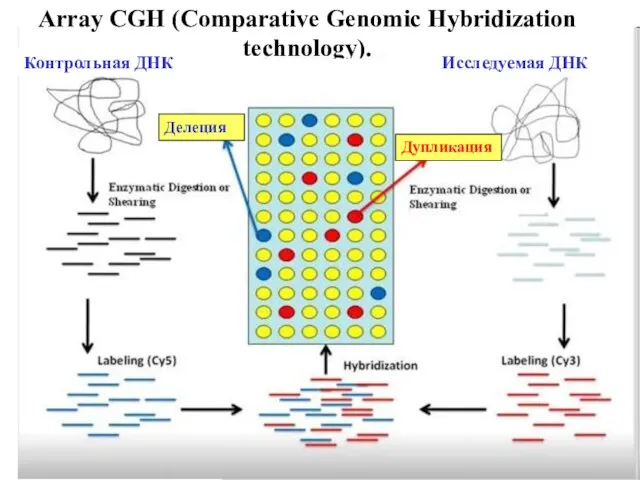 Array CGH (Comparative Genomic Hybridization technology). Делеция Дупликация Контрольная ДНК Исследуемая ДНК