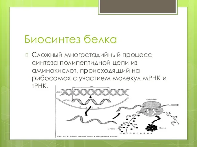 Биосинтез белка Сложный многостадийный процесс синтеза полипептидной цепи из аминокислот, происходящий