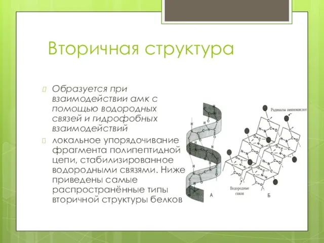 Вторичная структура Образуется при взаимодействии амк с помощью водородных связей и