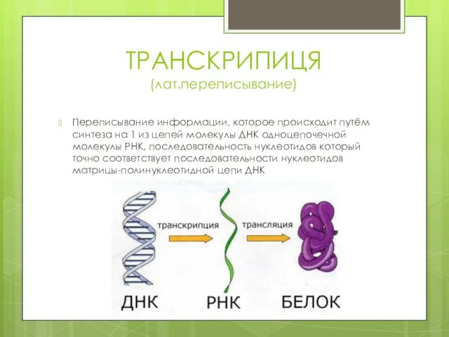 ТРАНСКРИПИЦЯ (лат.переписывание) Переписывание информации, которое происходит путём синтеза на 1 из