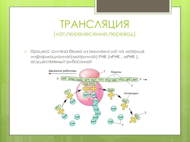 ТРАНСЛЯЦИЯ (лат.перенесение,перевод) Процесс синтеза белка из аминокислот на матрице информационной(матричной) РНК