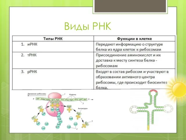 Виды РНК