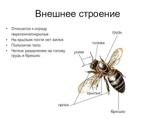 Внешнее строение Относится к отряду перепончатокрылых На крыльях почти нет жилок