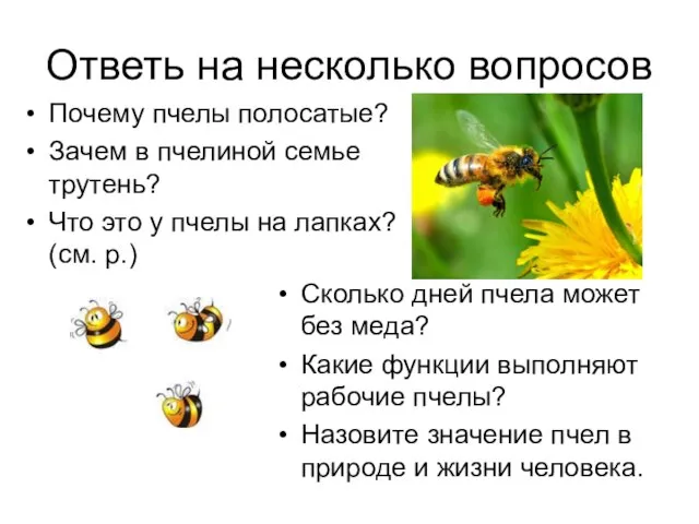 Ответь на несколько вопросов Почему пчелы полосатые? Зачем в пчелиной семье