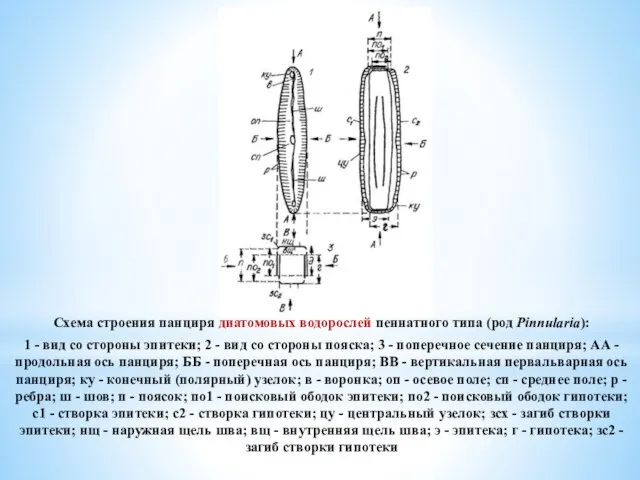 Схема строения панциря диатомовых водорослей пеннатного типа (род Pinnularia): 1 -