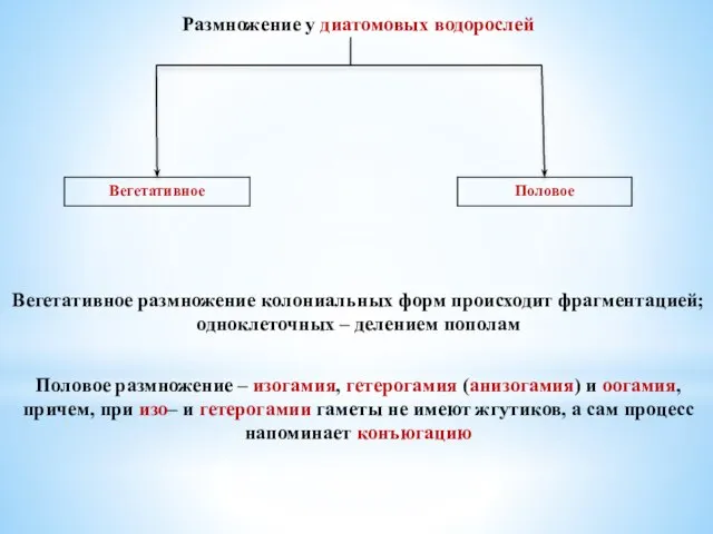 Размножение у диатомовых водорослей Вегетативное размножение колониальных форм происходит фрагментацией; одноклеточных