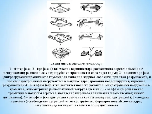 Схема митоза Melosira varians Ag.: 1 - интерфаза; 2 - профаза