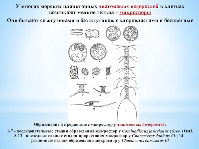 У многих морских планктонных диатомовых водорослей в клетках возникают мелкие тельца