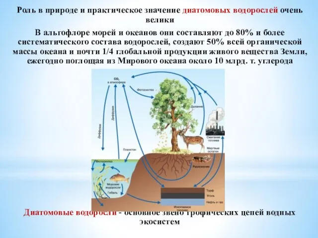 Роль в природе и практическое значение диатомовых водорослей очень велики В