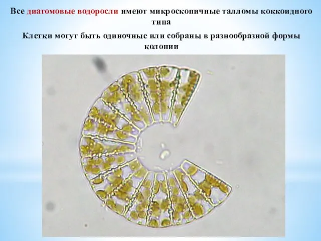 Все диатомовые водоросли имеют микроскопичные талломы коккоидного типа Клетки могут быть