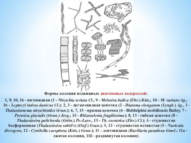 Формы колоний подвижных диатомовых водорослей: 1, 9, 10, 16 - нитевидная