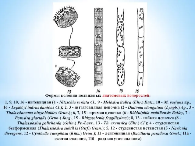 Формы колоний подвижных диатомовых водорослей: 1, 9, 10, 16 - нитевидная