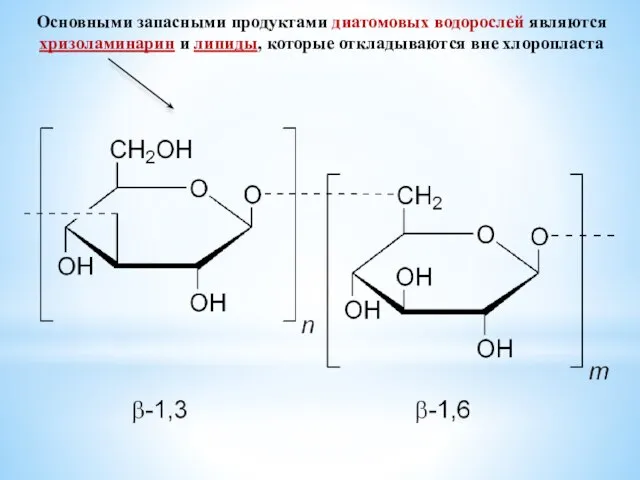 Основными запасными продуктами диатомовых водорослей являются хризоламинарин и липиды, которые откладываются вне хлоропласта