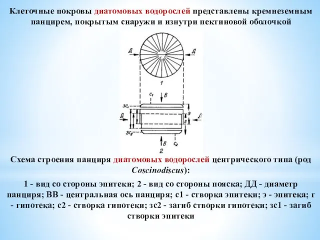 Клеточные покровы диатомовых водорослей представлены кремнеземным панцирем, покрытым снаружи и изнутри