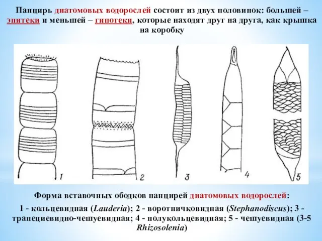 Панцирь диатомовых водорослей состоит из двух половинок: большей – эпитеки и