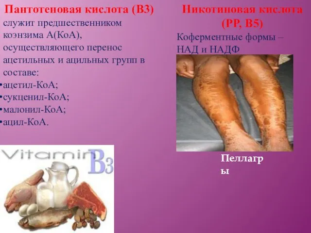 Пантотеновая кислота (В3) служит предшественником коэнзима А(КоА), осуществляющего перенос ацетильных и