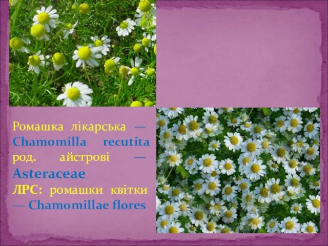 Ромашка лікарська — Chаmomilla recutita род. айстрові — Asteraceae ЛРС: ромашки квітки — Chamomillae flores