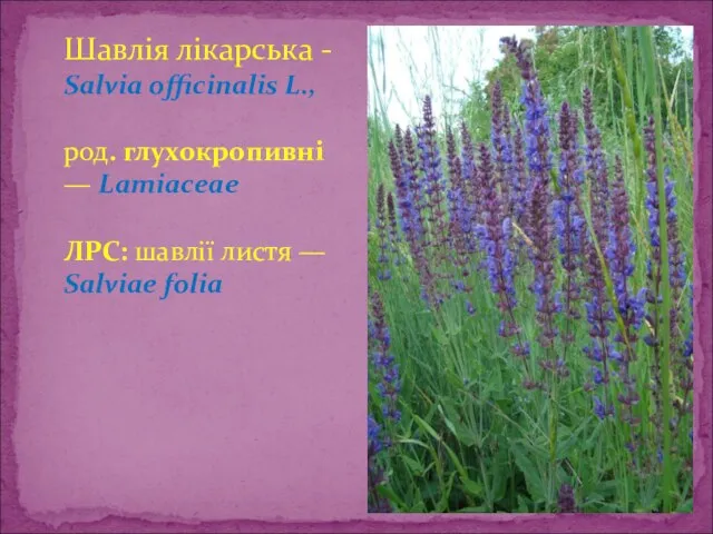 Шавлія лікарська - Salvia officinalis L., род. глухокропивні — Lamiaceae ЛРС: шавлії листя — Salviae folia