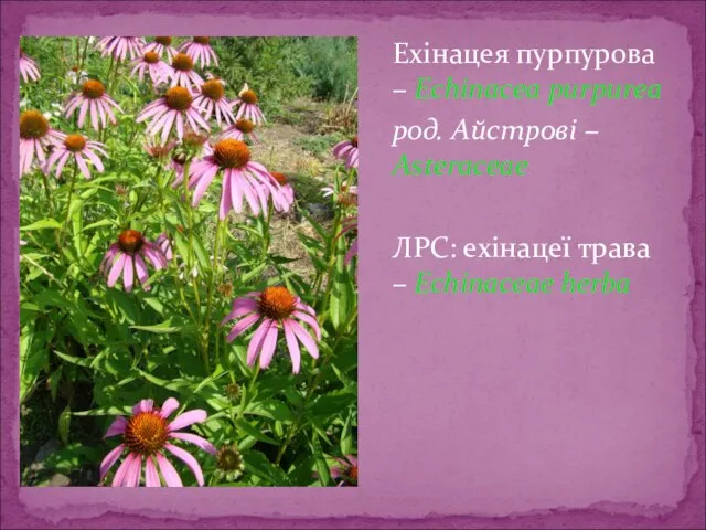 Ехінацея пурпурова – Echinacea purpurea род. Айстрові – Asteraceae ЛРС: ехінацеї трава – Echinaceaе herba