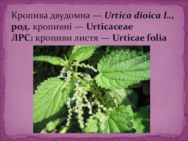 Кропива двудомна — Urtica dioica L., род. кропивні — Urticaceae ЛРС: кропиви листя — Urticae folia