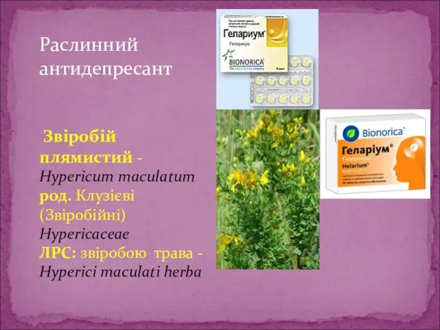 Раслинний антидепресант Звіробій плямистий - Hypericum maculatum род. Клузієві (Звіробійні) Hypericaceae