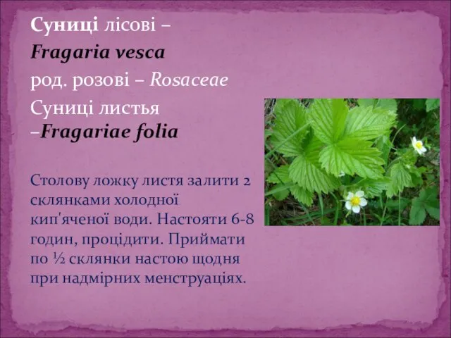 Суниці лісові – Fragaria vesca род. розові – Rosaceae Суниці листья