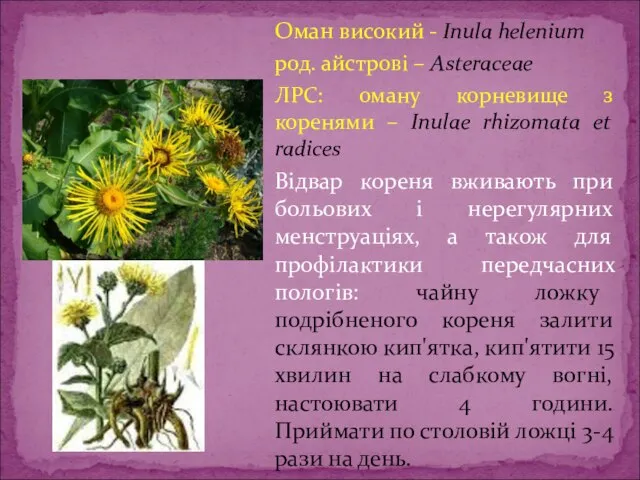 Оман високий - Inula helenium род. айстрові – Asteraceae ЛРС: оману