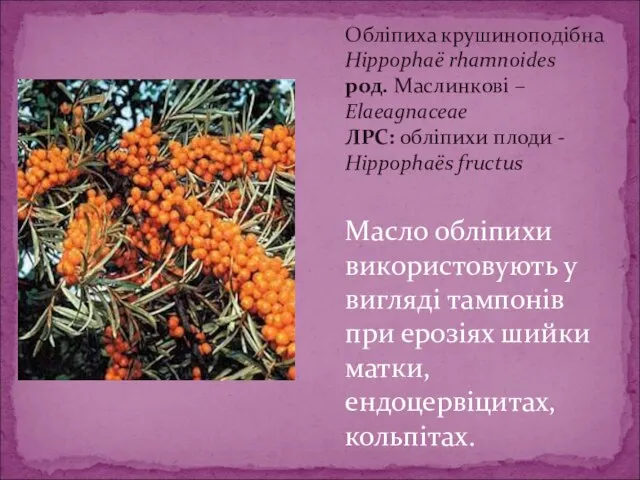 Обліпиха крушиноподібна Hippophaё rhamnoides род. Маслинкові – Elaeagnaceae ЛРС: обліпихи плоди