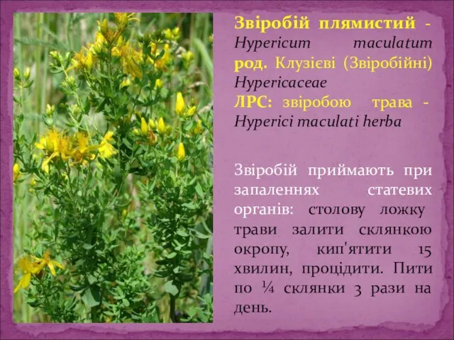 Звіробій плямистий - Hypericum maculatum род. Клузієві (Звіробійні) Hypericaceae ЛРС: звіробою