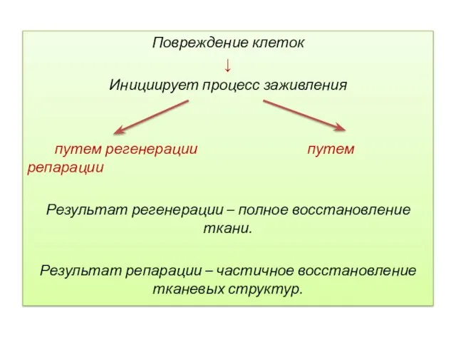 Повреждение клеток ↓ Инициирует процесс заживления путем регенерации путем репарации Результат