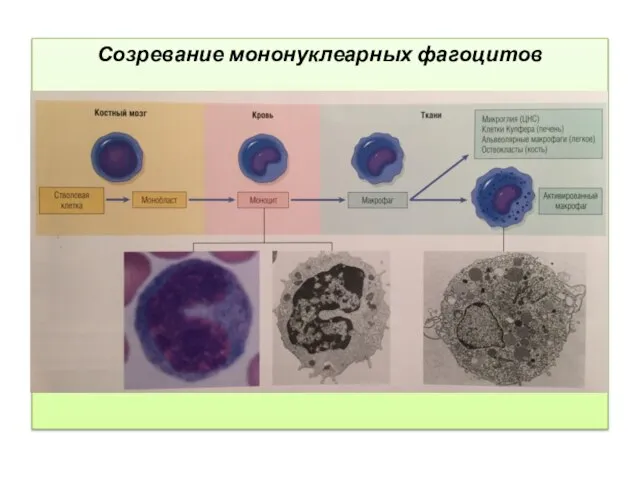 Созревание мононуклеарных фагоцитов