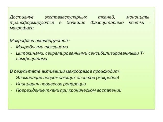 Дос­тигнув экстраваскулярных тканей, моноциты трансформируются в большие фагоцитарные клетки - макрофаги.