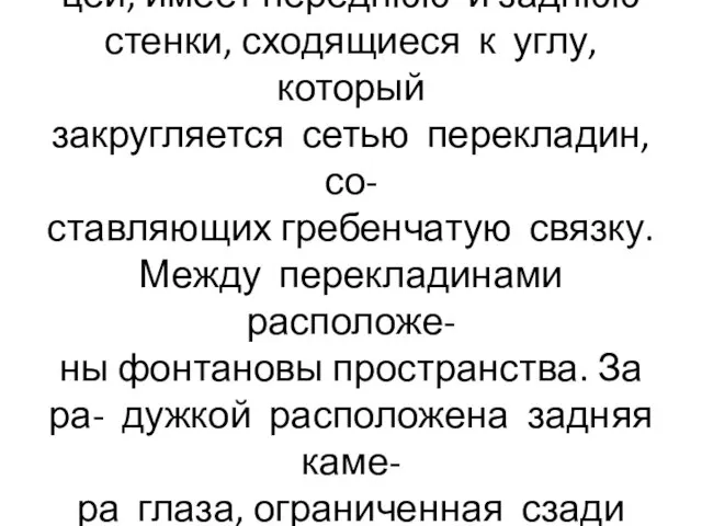 Передняя камера глаза располо- жена между радужкой и рогови- цей, имеет