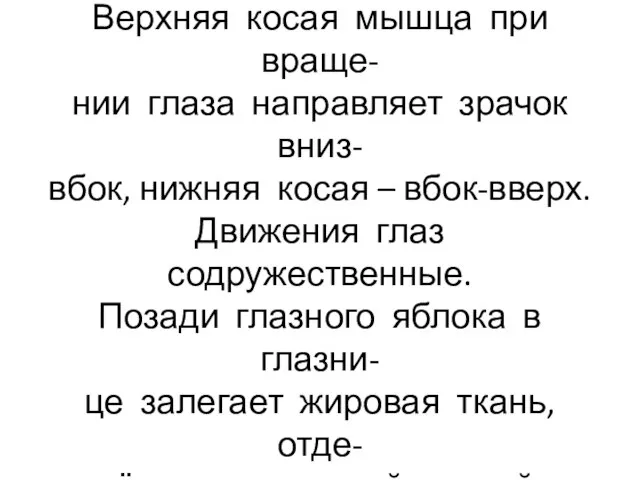 Верхняя косая мышца при враще- нии глаза направляет зрачок вниз- вбок,