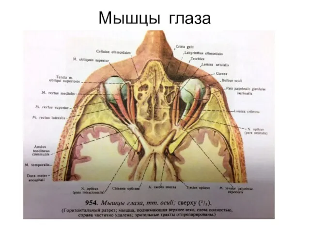 Мышцы глаза