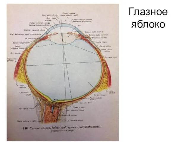 Глазное яблоко