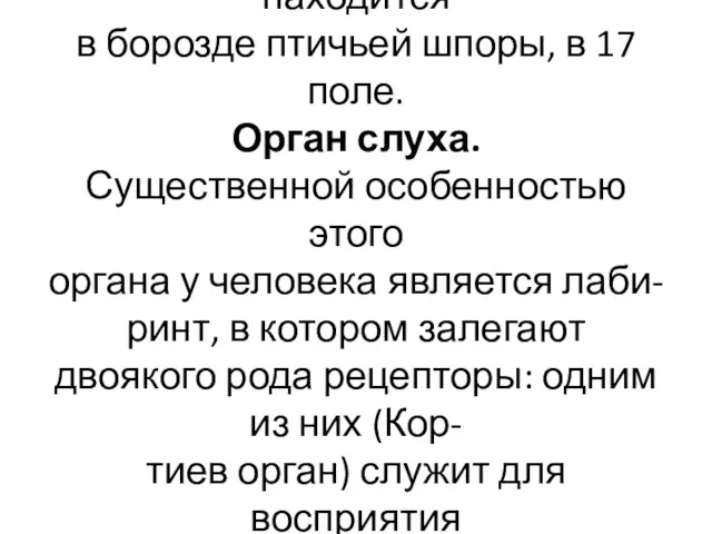 Корковый центр зрения находится в борозде птичьей шпоры, в 17 поле.